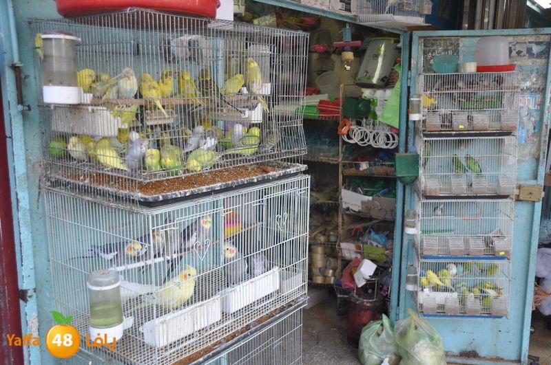 qalqelia soog (10).JPG